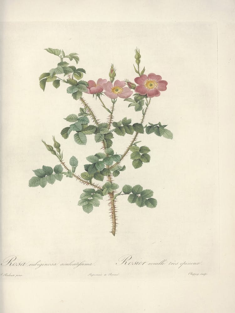 Rose Illustration, Pierre Joseph Redoute, Pierre Joseph Redoute(144)
