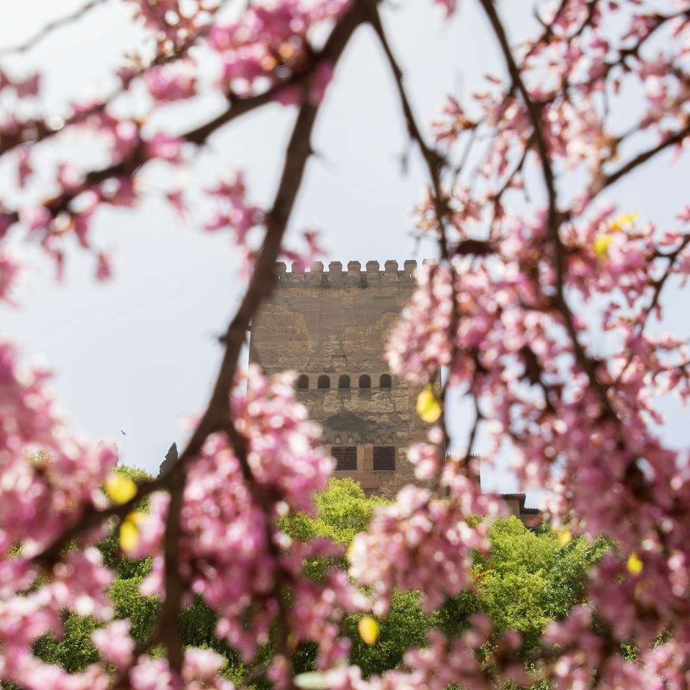 Alhambra Pink Blossom