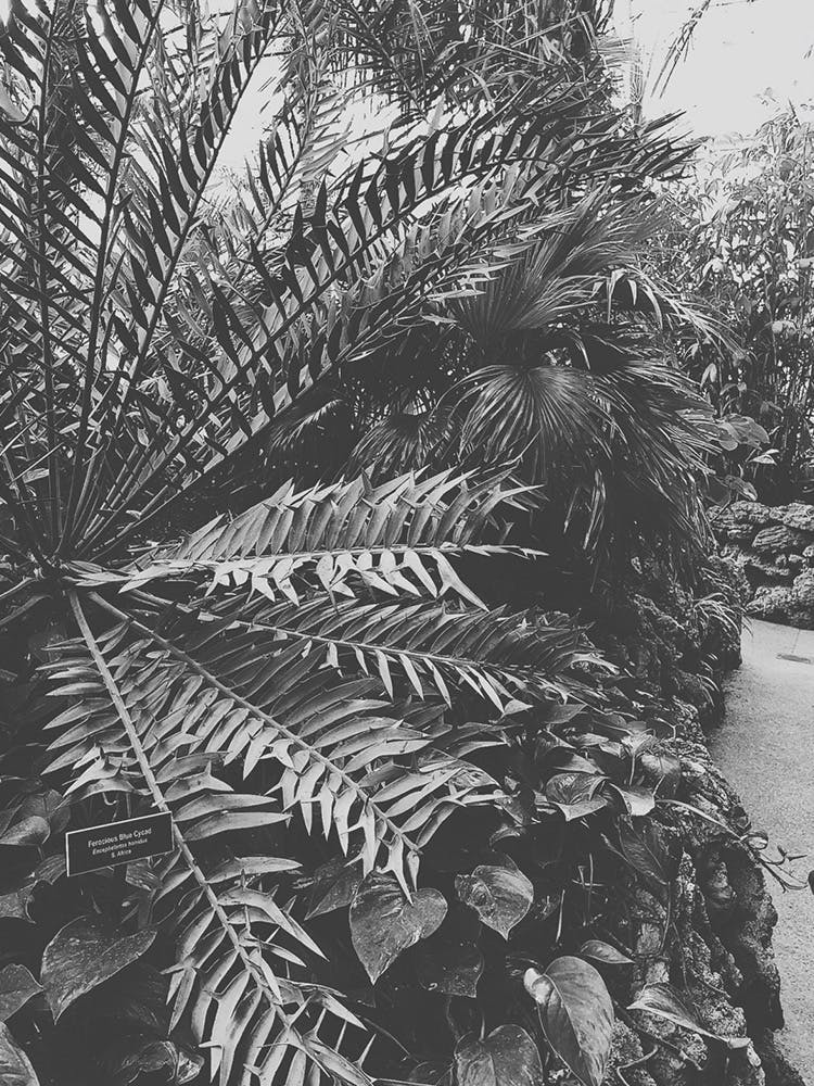 Jungle N&B