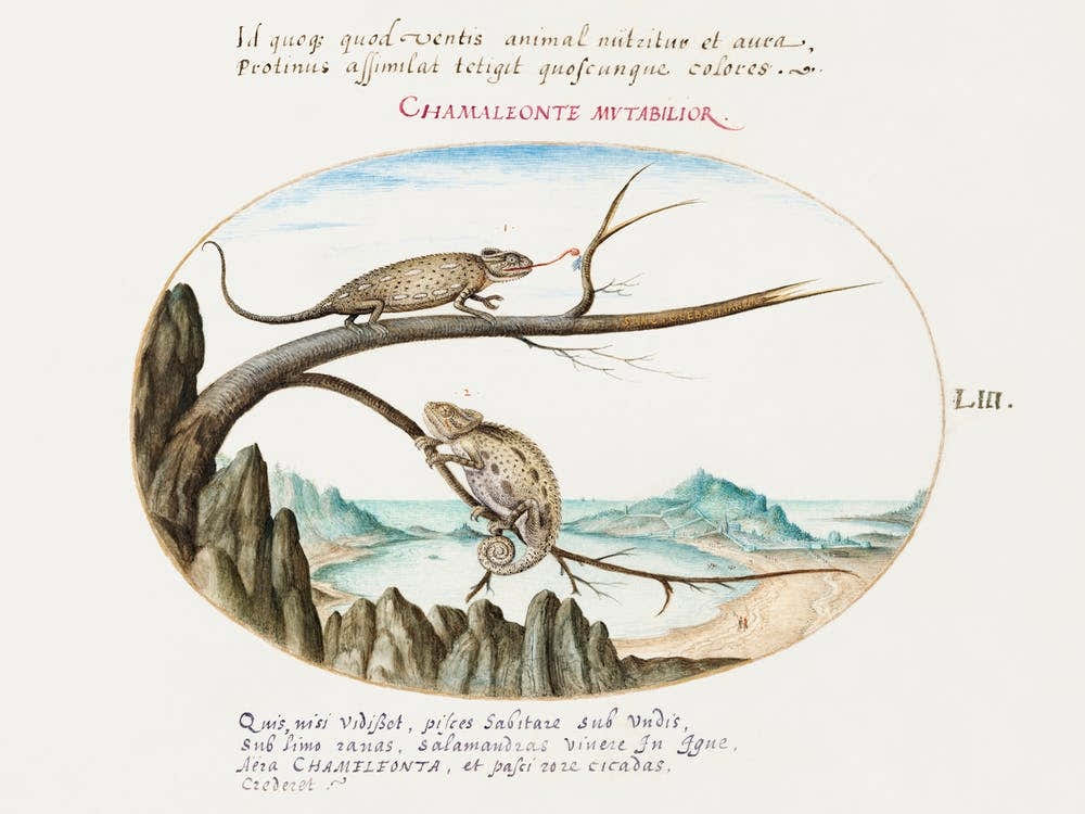 Two Chameleons Above San Sebastián, Spain (1575–1580), Joris Hoefnagel