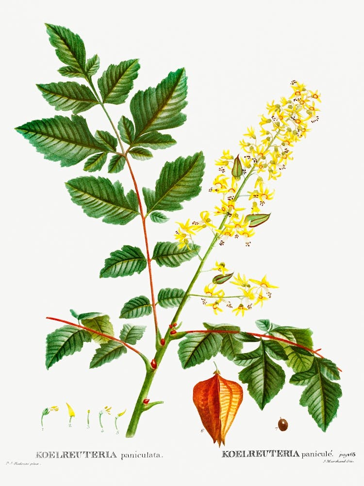Koelreuteria Paniculata, Pierre Joseph Redoute