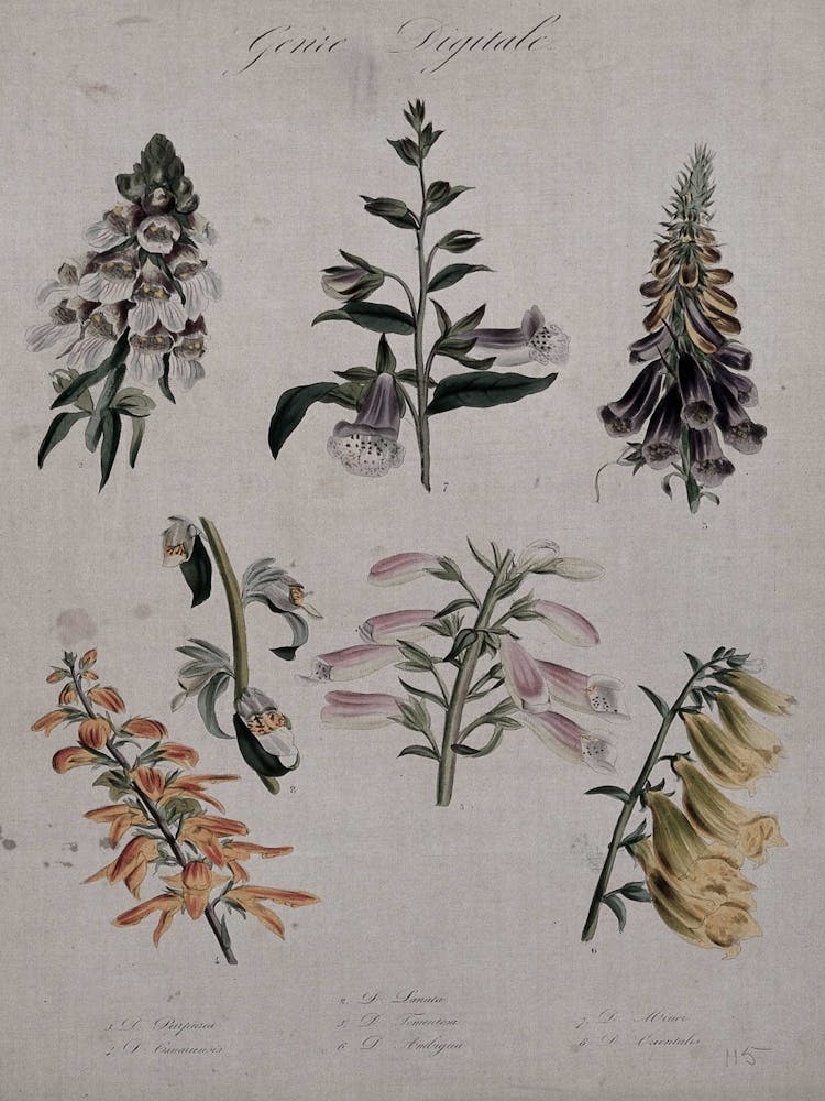 Collection Of Flowers