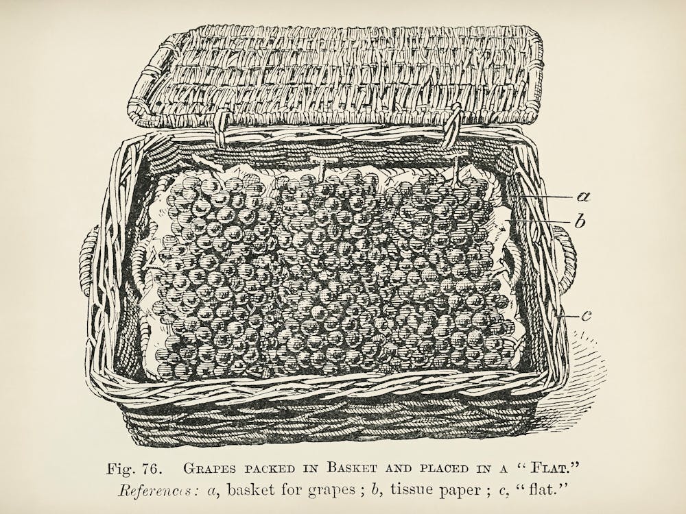 Vintage Illustration Of Grapes In A Flat Basket, John Wright