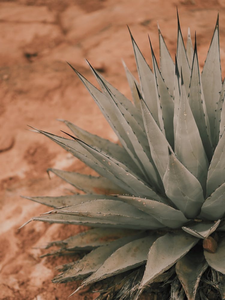 Agave In Sedona
