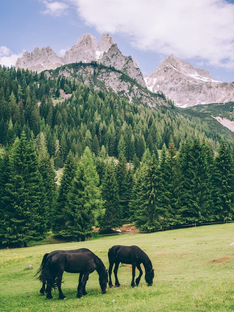 Alpine Friesians