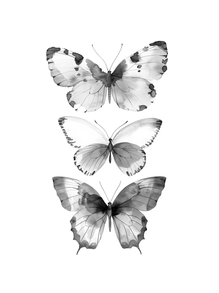 Three Butterflies In Black And White