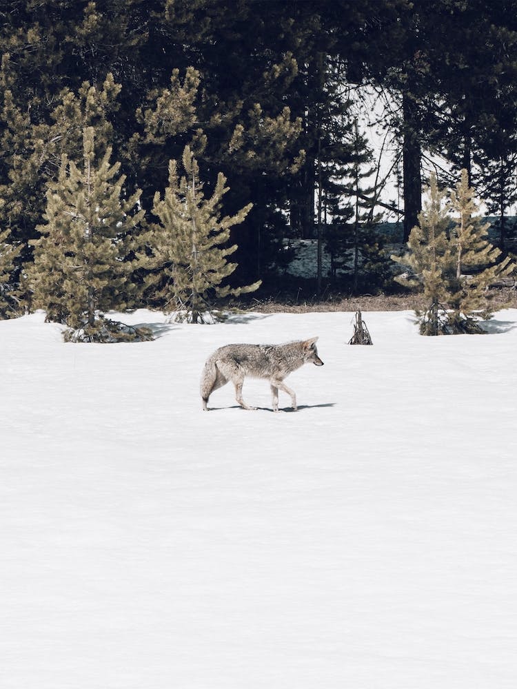 Coyote In Winter