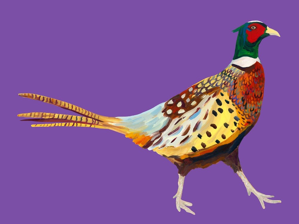 Pheasant on Purple