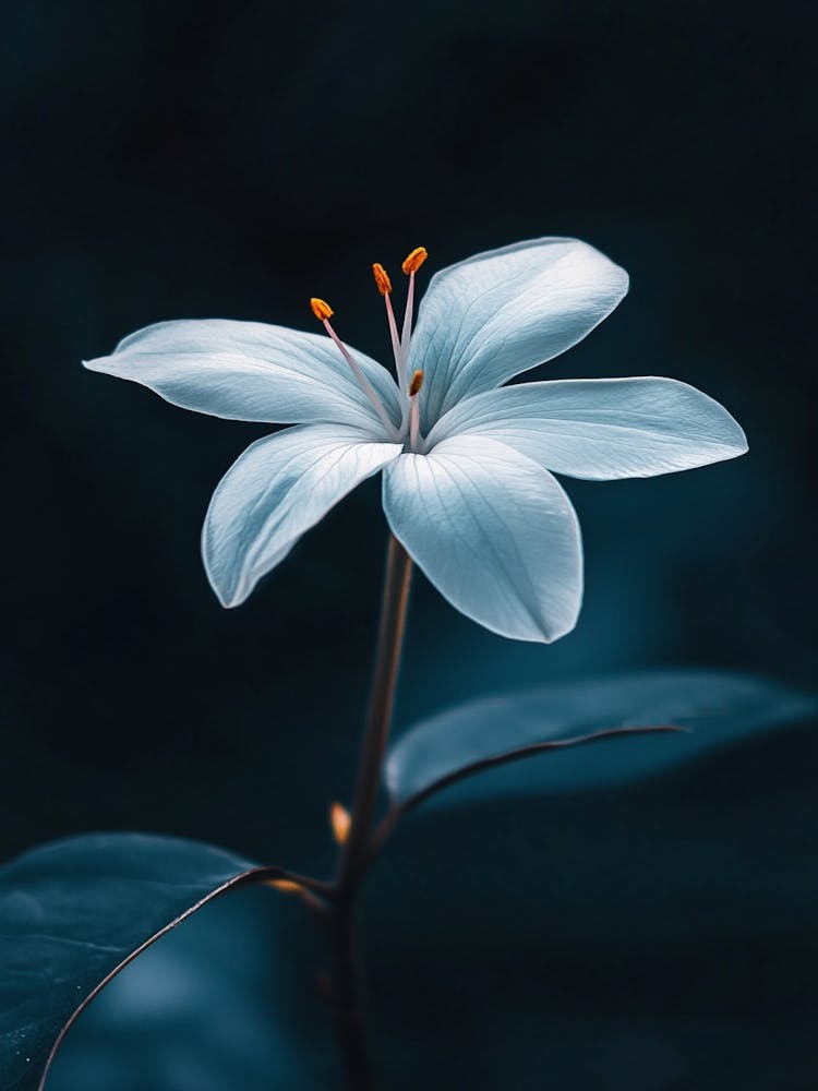 Lily Flower 1