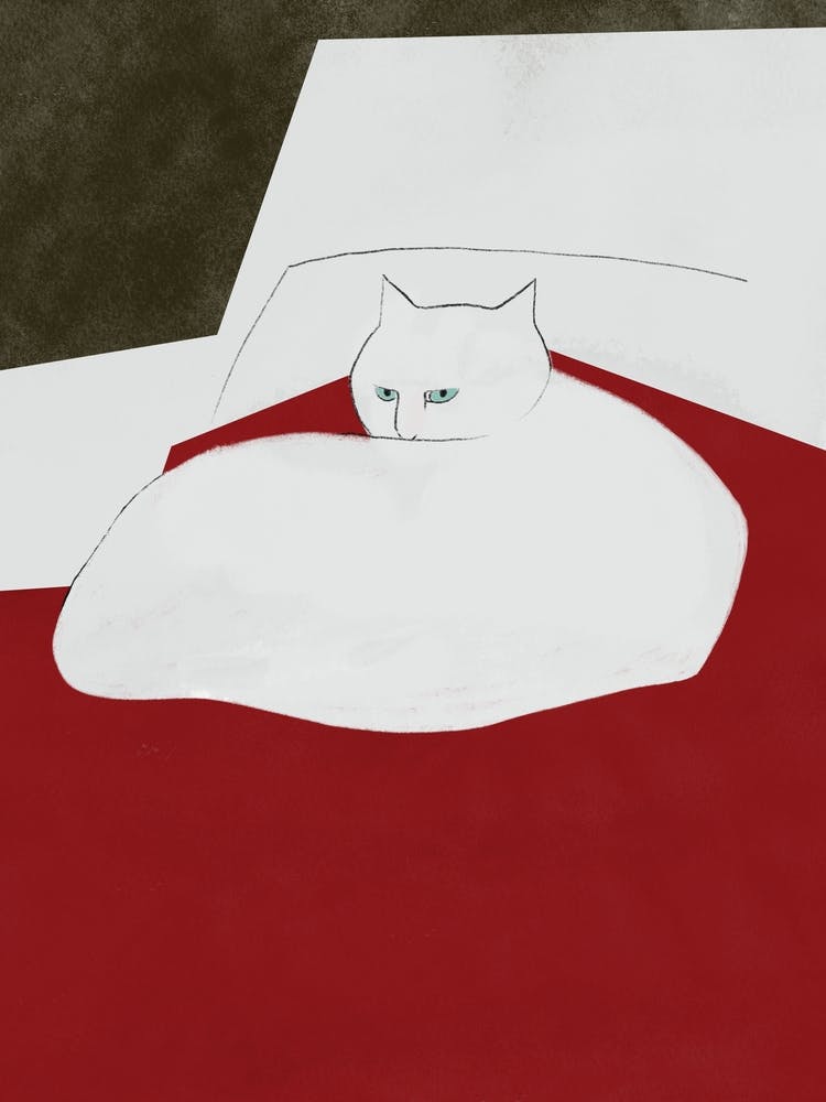 White Cat In Bed