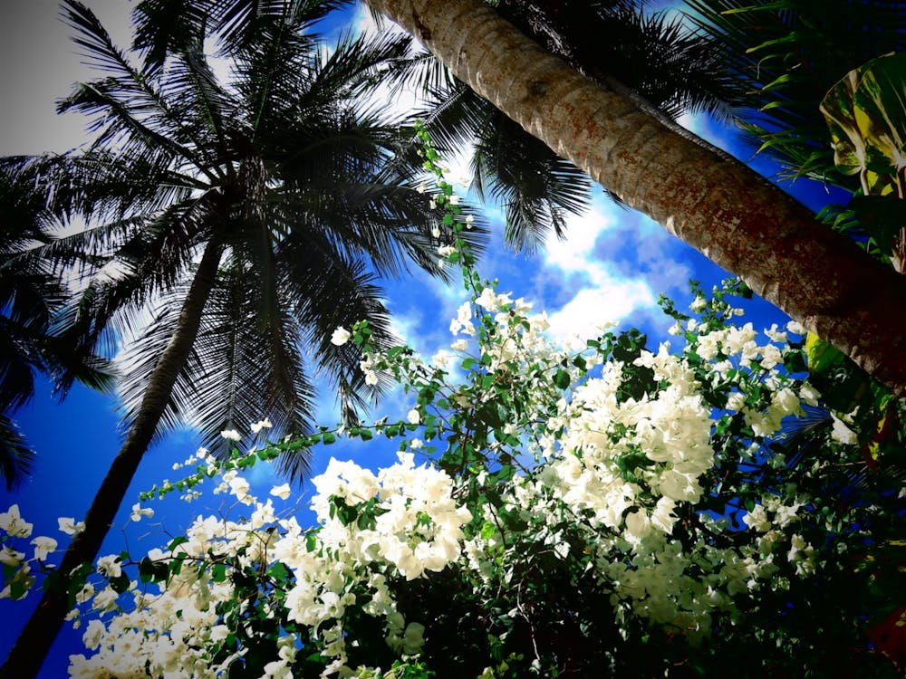 White Flowers In The Sky Blue Palm Tree Tropical