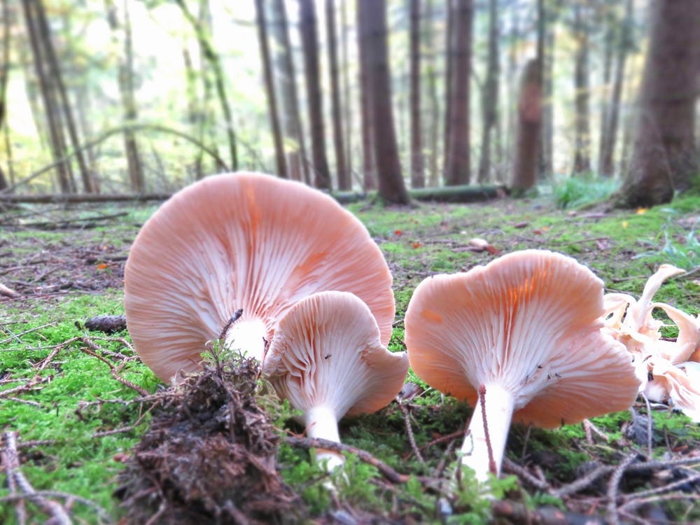 Mushrooms in England woodland