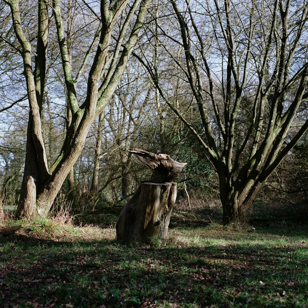 Head In The Woods Colour
