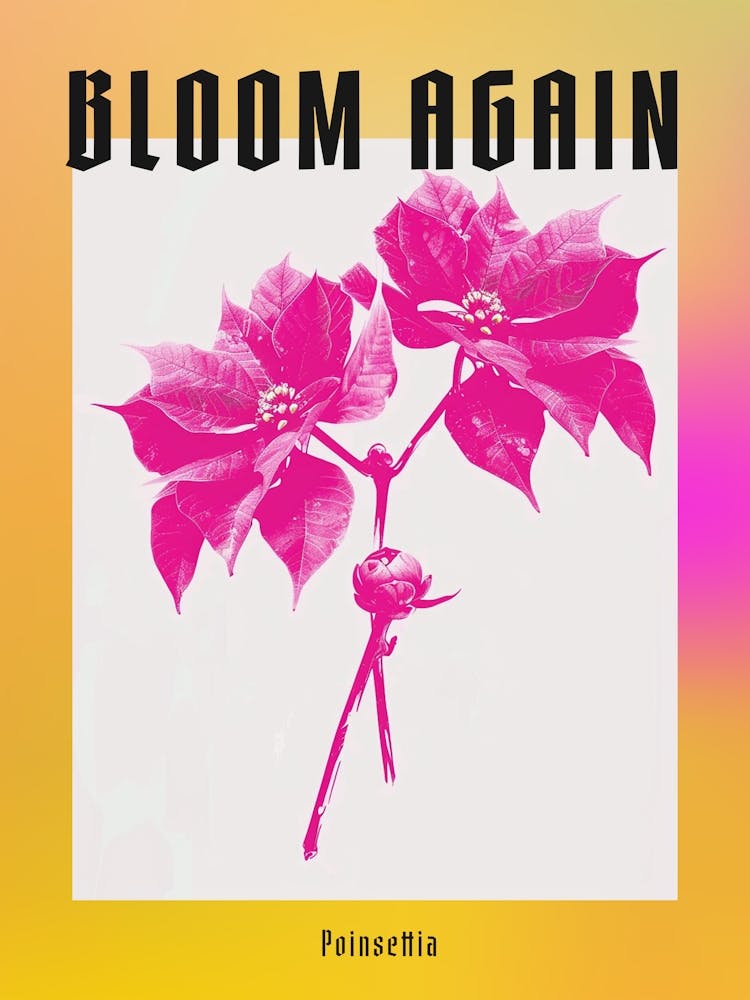 Hot Pink Poinsettia 1 Poster