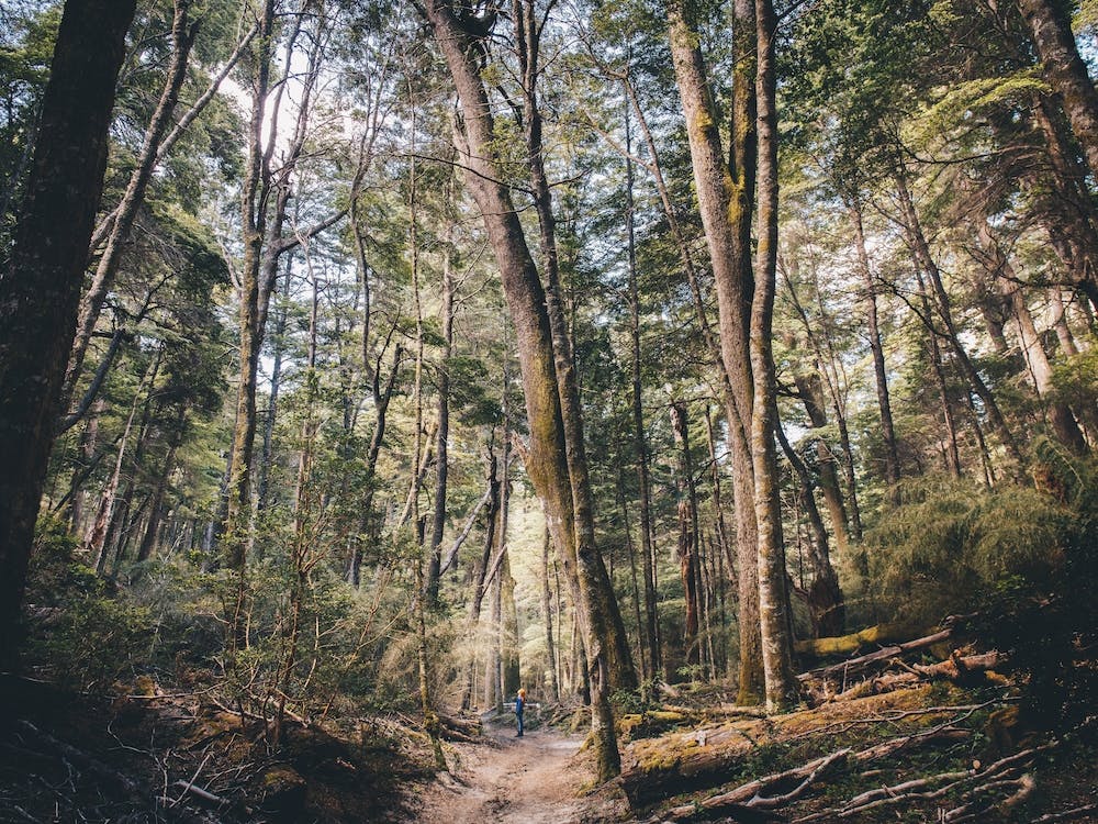 Patagonien-Pfad im Wald