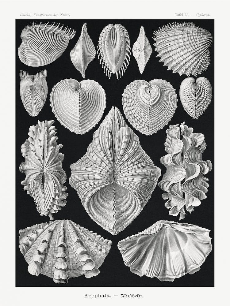 Acephala–Muscheln, Ernst Haeckel