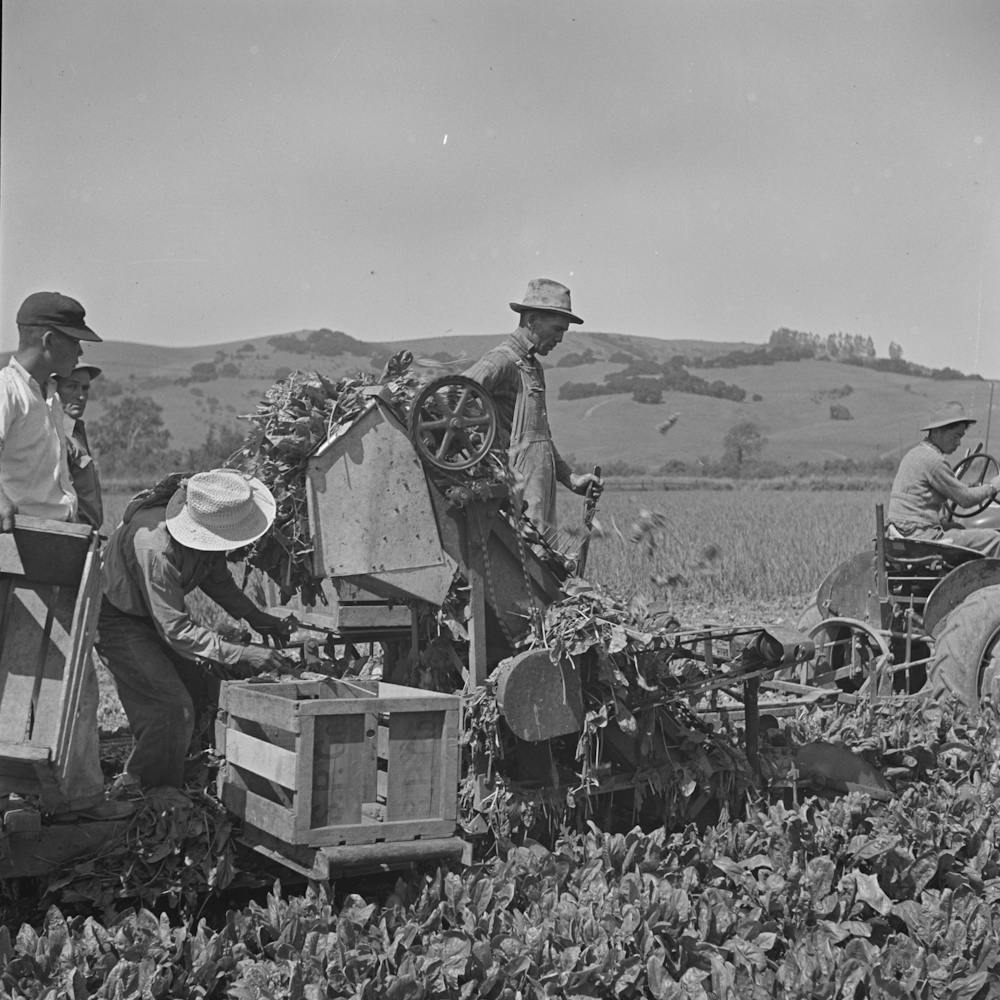 San Benito County, California, Japanese Americans Operating Spinach Harvester While They Await Final