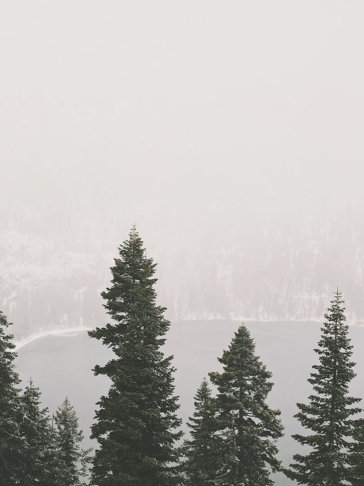 Snowy Winter Storm