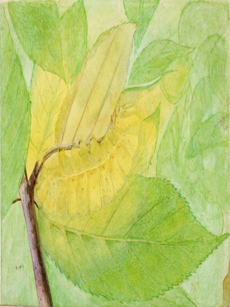 Caterpillar