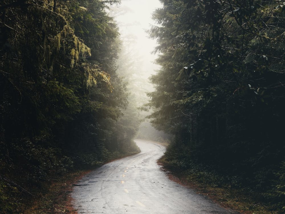 Redwoods Forest Road - National Park