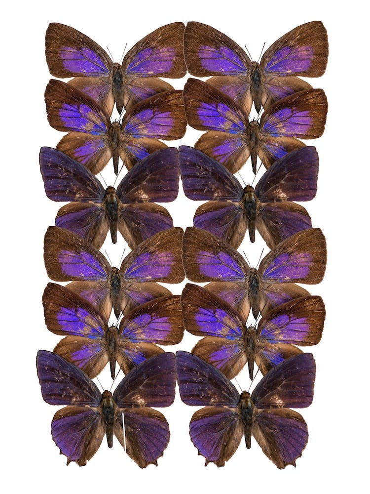 Two Rows Purple Butterflies