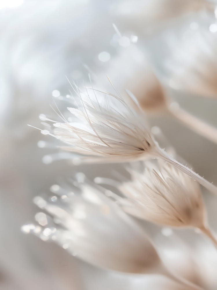 Pastel Nature Macro No 16