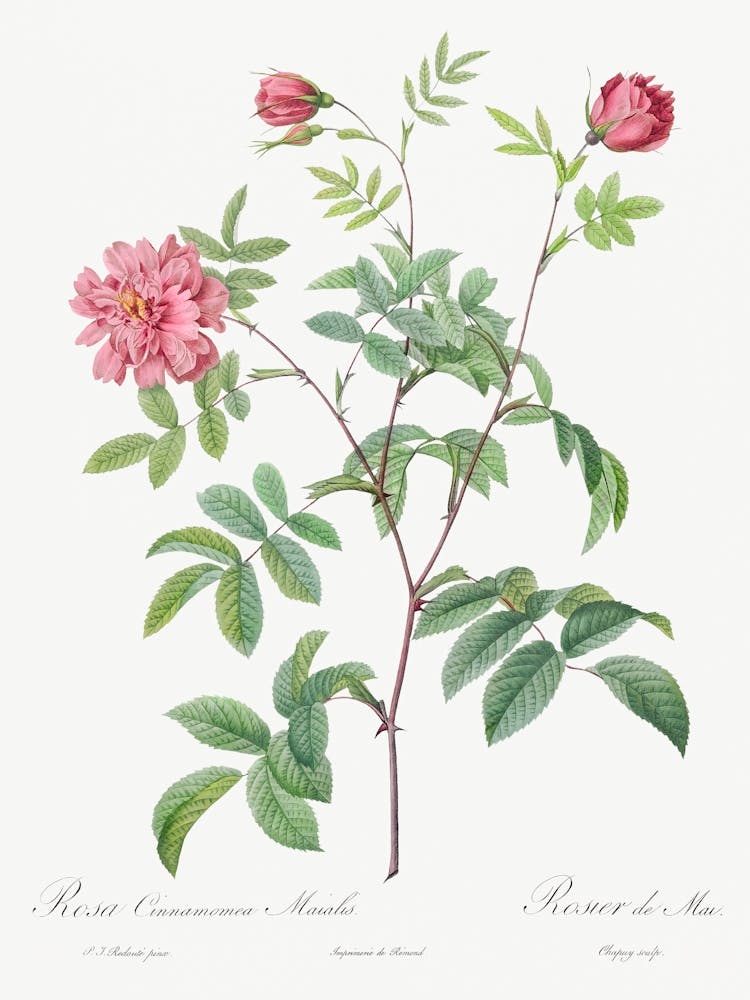 Cinnamon Rose, Pierre Joseph Redoute