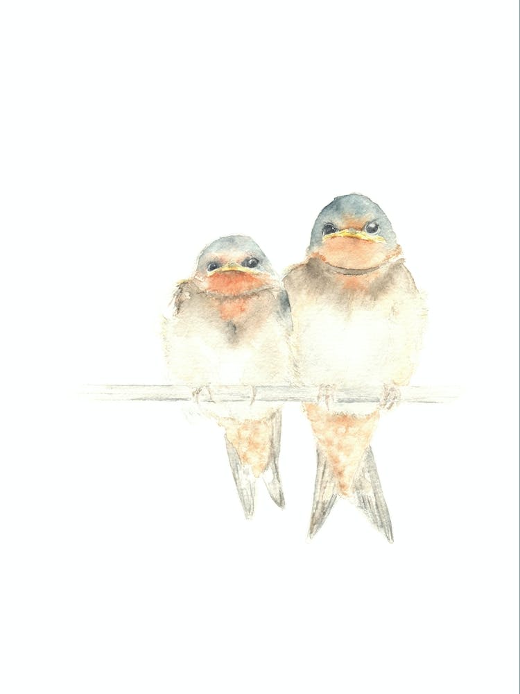 Swallows