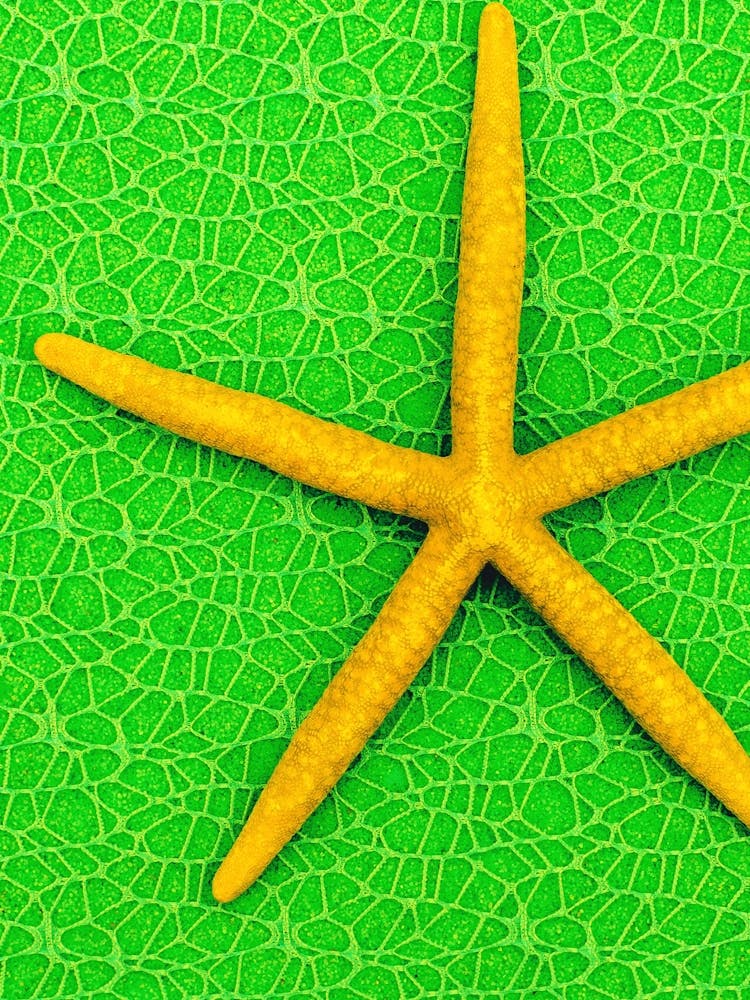 Starfish On Green Background