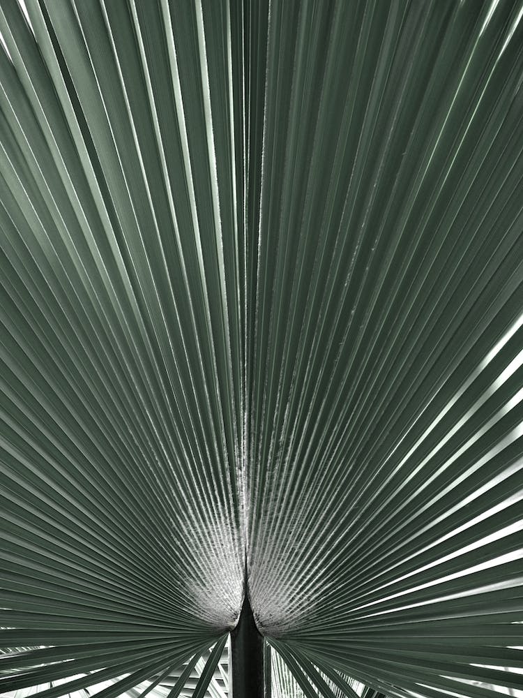 Blue Green Grafic Palm Leaf