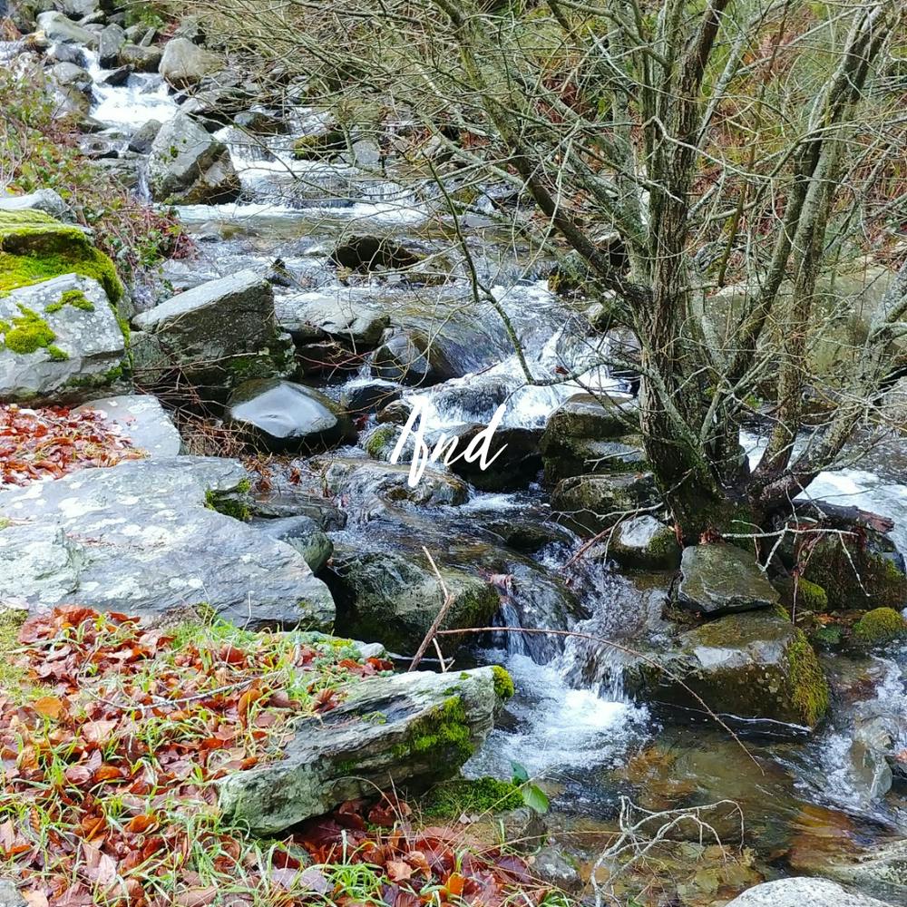 Stream In The Woods