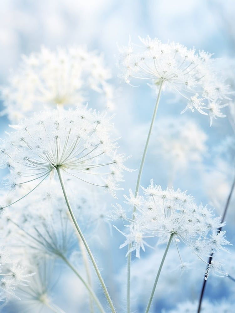 Frosty Botanical Queen Annes Lace 3