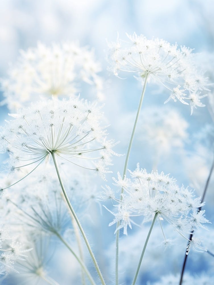 Frosty Botanical Queen Annes Lace 3