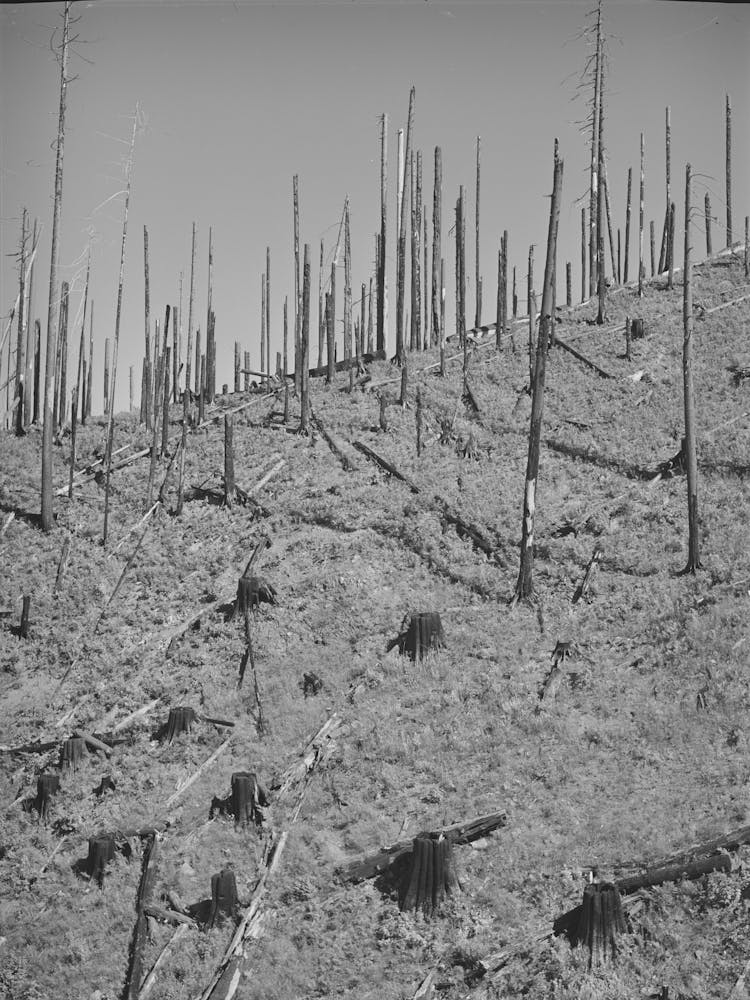 Burned Over Forest Land Clatsop County, Oregon By Russell Lee