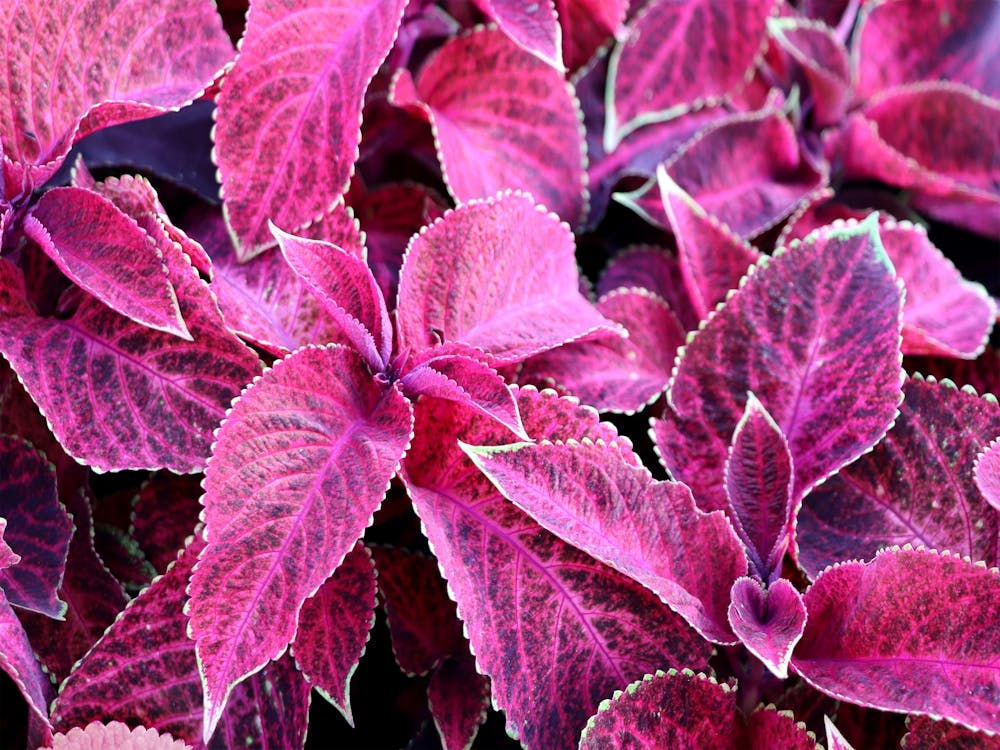 Pink-Purple leaves
