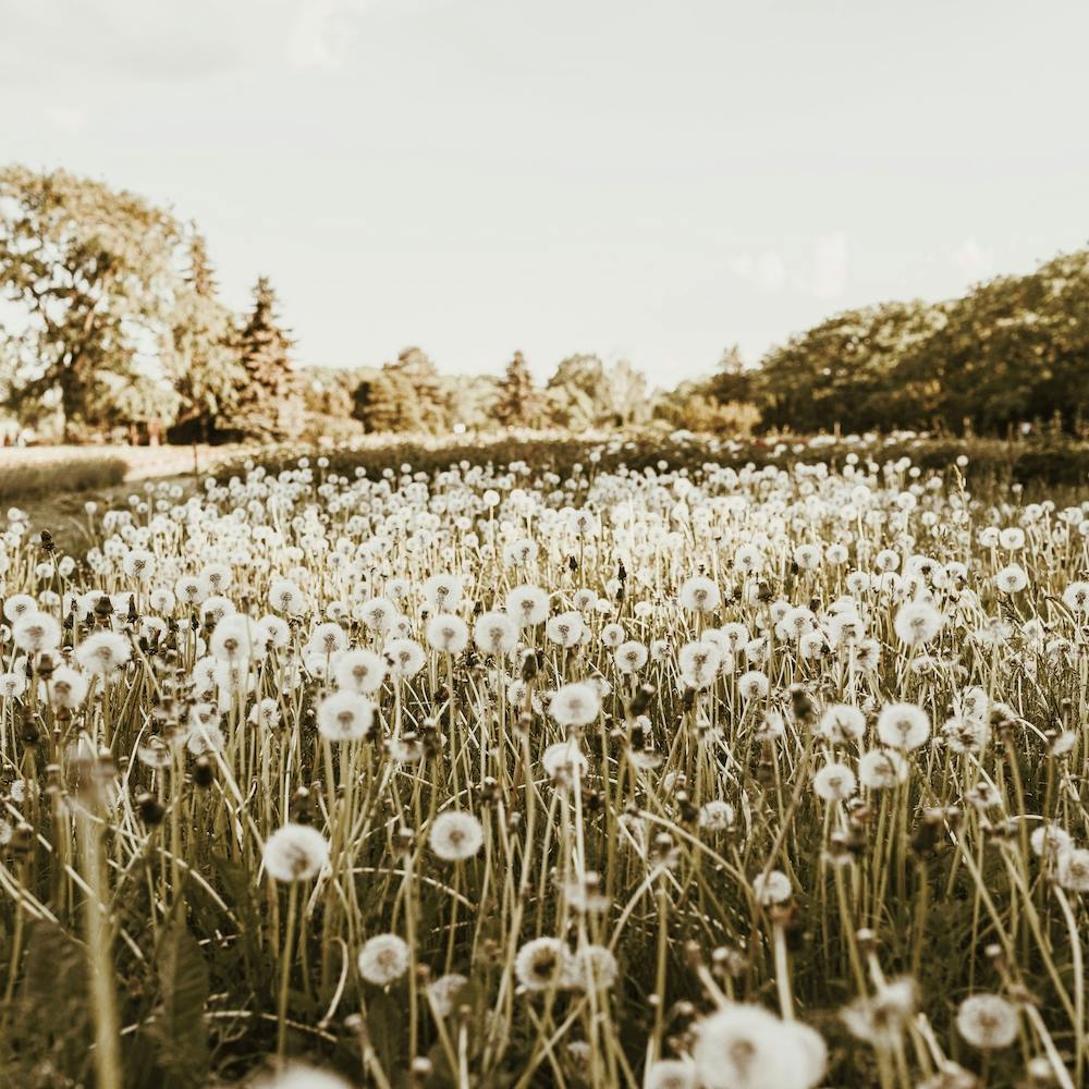 Dandelion Meadow Square