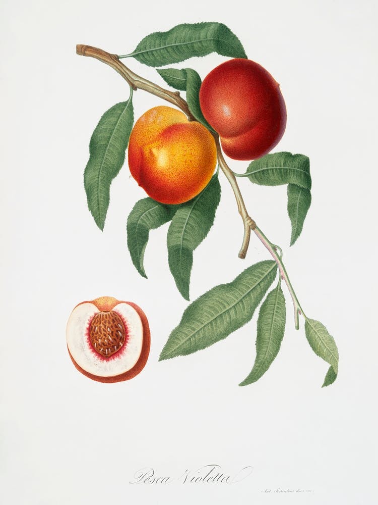 Walnut (Persica Violacea) From Pomona Italiana (1817 1839), Giorgio Gallesio