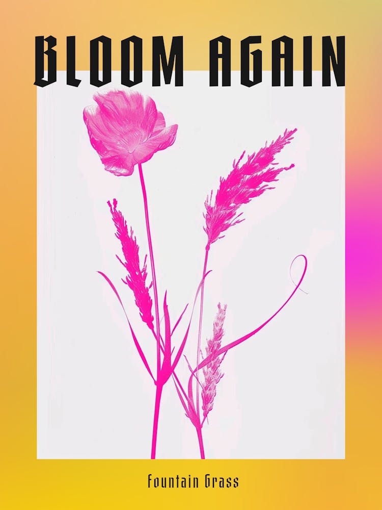 Hot Pink Fountain Grass 1 Poster