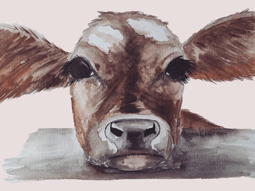 Calf Watercolour 1