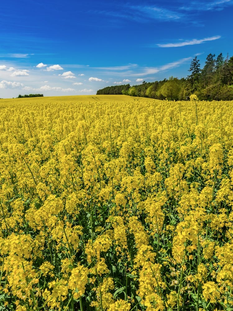 Rapeseed Field Rape