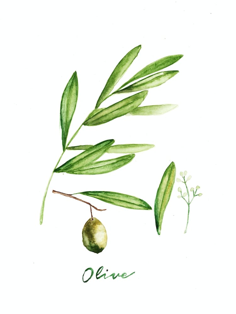 Green Olive