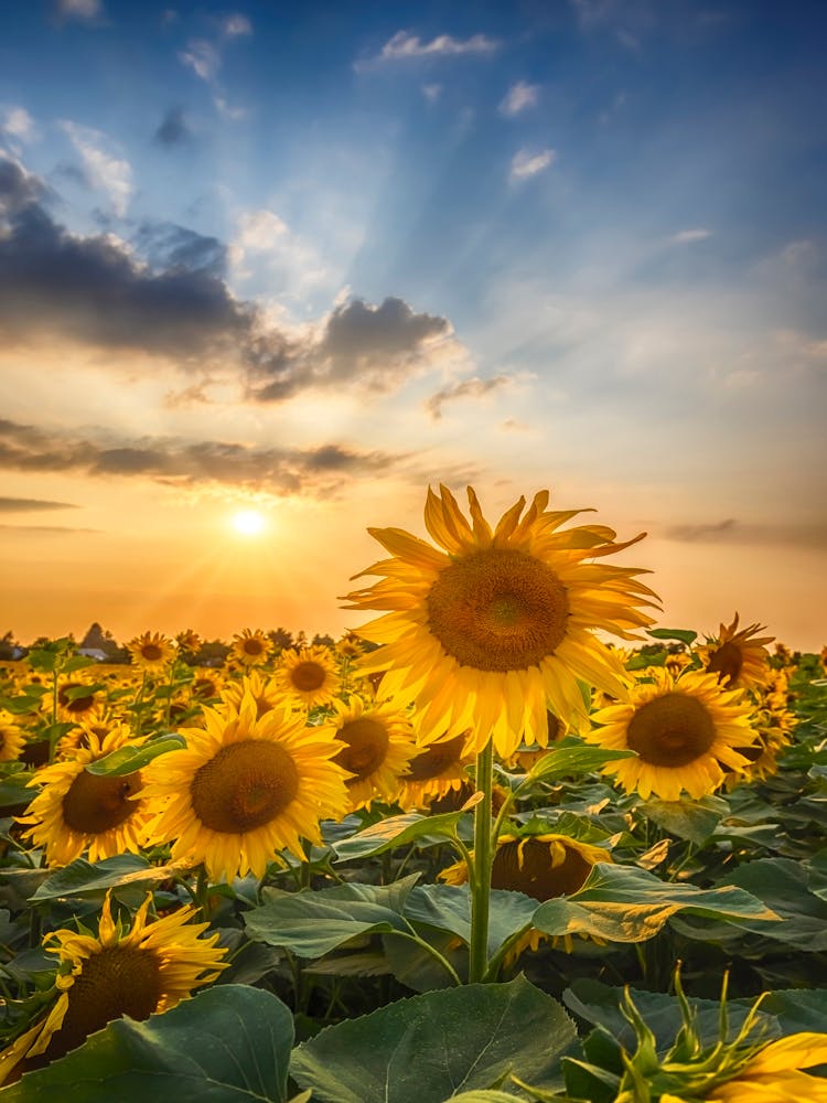 Sunset With Beautiful Sunflowers