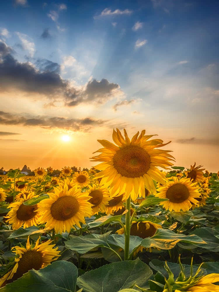 Sunset With Beautiful Sunflowers