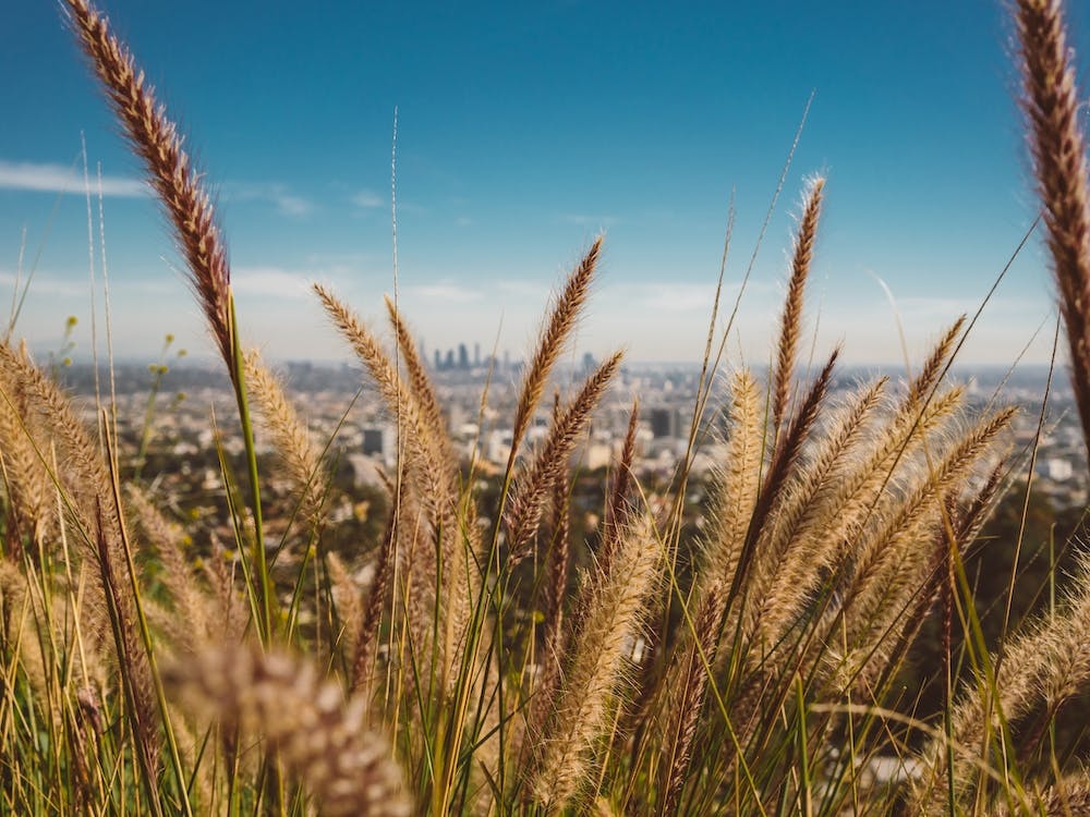 Mulholland View II