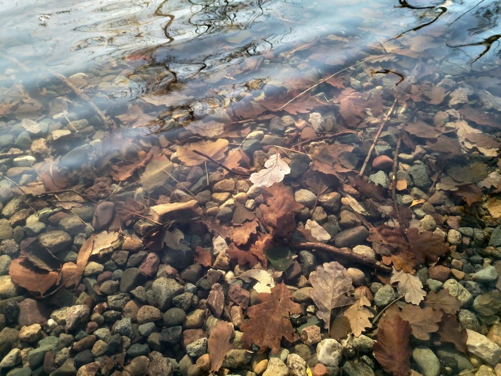 Autumn Leaves In Lake Ullswater