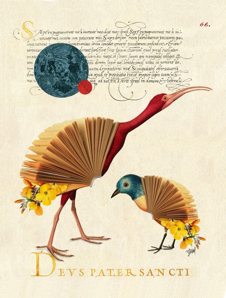 Buchvogel