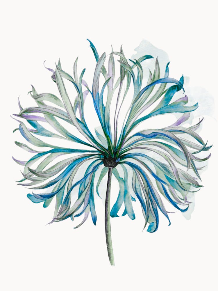 Blue Chrysanthemum 1