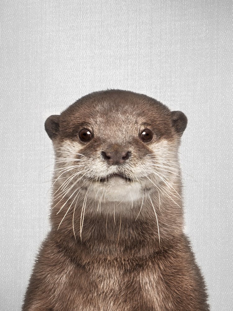 Otter