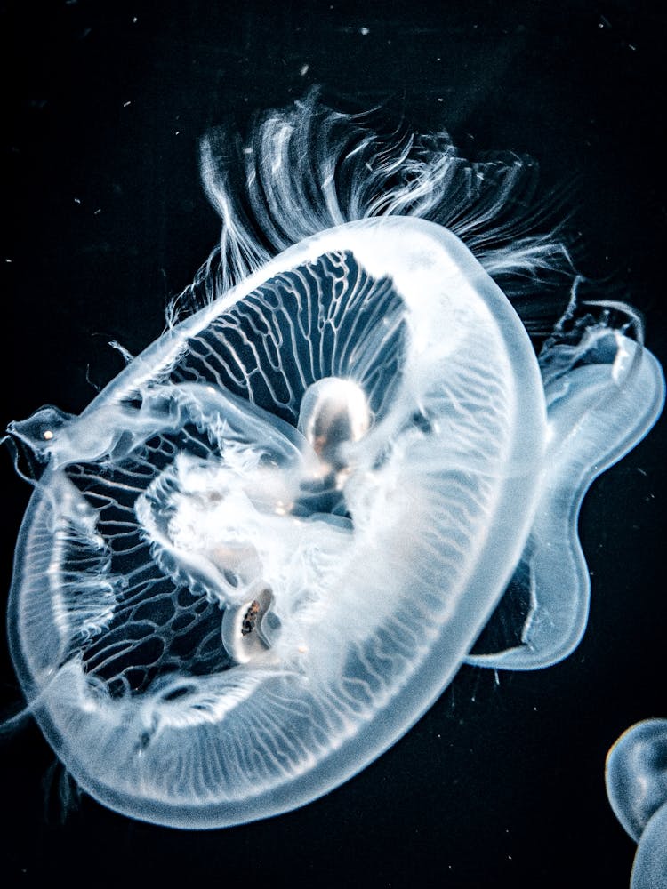 Jellyfish 2