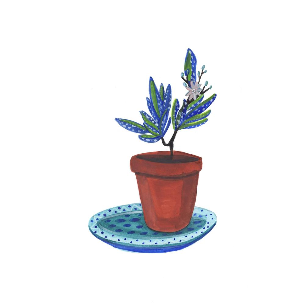 Spotted Branch Square